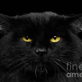 Close-up Black Cat with Yellow Eyes by Sergei Taran