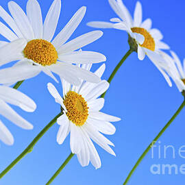 Daisy flowers on blue background by Elena Elisseeva
