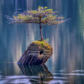 Fairy Tree Vancouver Island