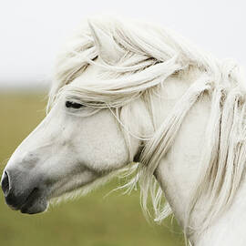 Horse by Gigja Einarsdottir