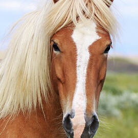 Icelandic Horse by Gigja Einarsdottir