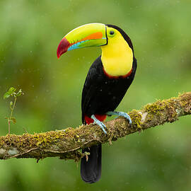 Keel-billed Toucan by Milan Zygmunt
