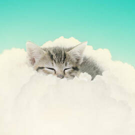 On Cloud Nine by Amy Tyler