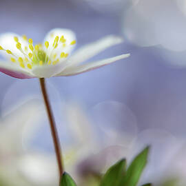 Purple Spring by Heidi Westum