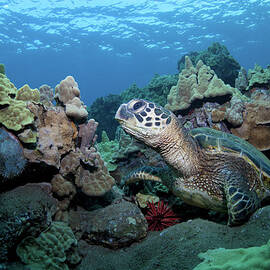 Sea Turtle by M Swiet Productions