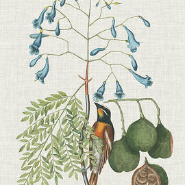 Studies In Nature Ii by Mark Catesby