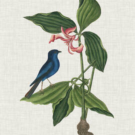 Studies In Nature Iii by Mark Catesby