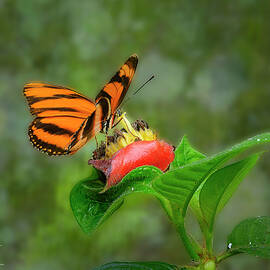 Variable Crescent Butterfly