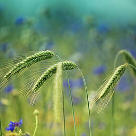 Wheat And Corn Flowers by Nailia Schwarz