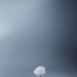 Winter Tree by Bess Hamiti