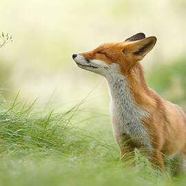 Zen Fox Series - Zen Fox by Roeselien Raimond