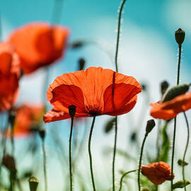 Poppy Meadow by Nailia Schwarz