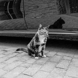 Cat by New Impressionist-zou Shengrong