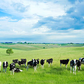 Happy Cows by Todd Klassy