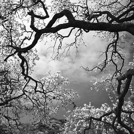 Sheltering Sky  by Laurie Search