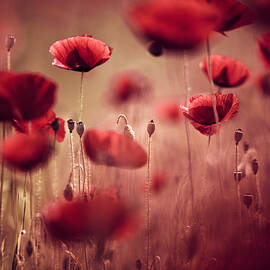 Summer Poppy by Nailia Schwarz