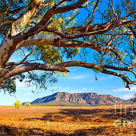 Wilpena Pound by Bill  Robinson