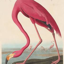 American Flamingo by Dreyer Wildlife Print Collections 