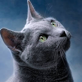 Russian Blue Cat by Nailia Schwarz