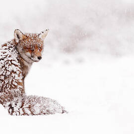 A Red Fox Fantasy by Roeselien Raimond