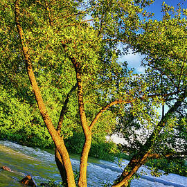 A tree in the middle of the river in the sunset light - photo