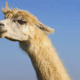 Alpaca by Skip Hunt