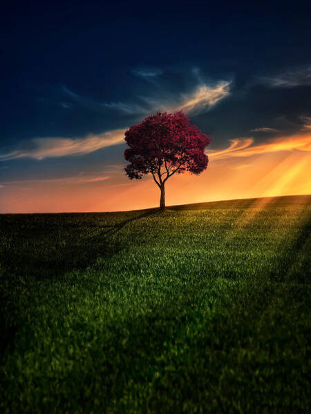 Solitary Tree at Sunset Wall Art