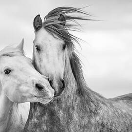 Best Friends I by Tim Booth