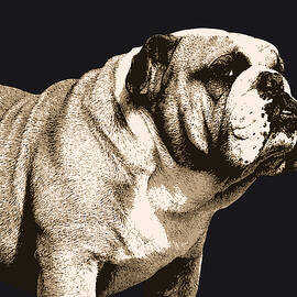 Bulldog Spirit by Michael Tompsett