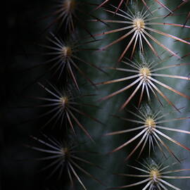 Cactus 9536 by Julie Powell