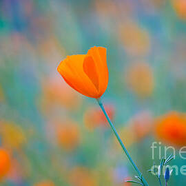 California Poppies 1 by Anthony Michael Bonafede