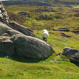 Carloway Sheep - 2