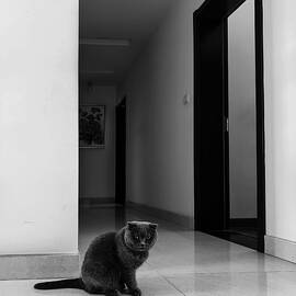 Cat by New Impressionist-zou Shengrong