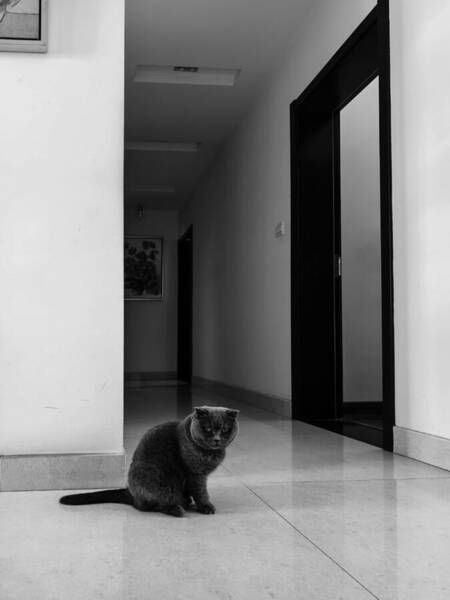 Impressionism Wall Art featuring the photograph Cat by New Impressionist-zou Shengrong