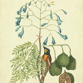 Catesby Bird & Botanical Ii by Mark Catesby