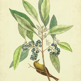 Catesby Bird & Botanical V by Mark Catesby