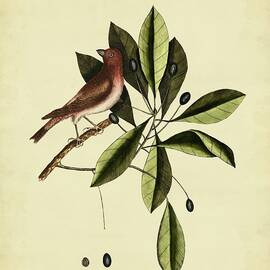 Catesby The Purple Finch  Pl. T41 by Mark Catesby