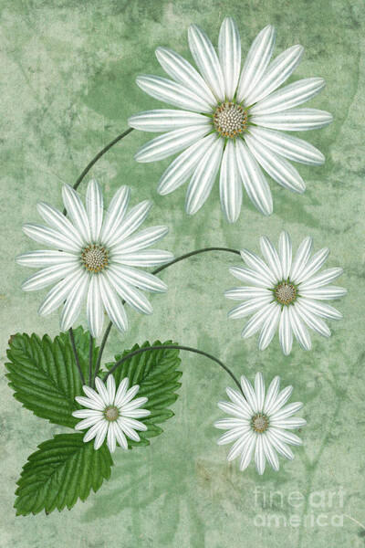 White Daisies on Green Background Wall Art