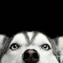Close-up Head of peeking Siberian Husky by Sergei Taran