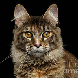 Closeup Maine Coon Cat Portrait Isolated on Black Background by Sergei Taran