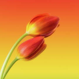 Colorful Tulips by Wim Lanclus