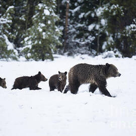 Come Along - Grizzly Family by Sandra Bronstein