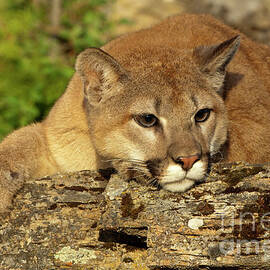 Cougar on Lichen Rock by Sandra Bronstein