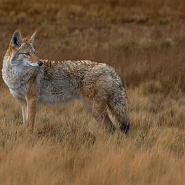 Coyote in the Wild Autumn Grasslands