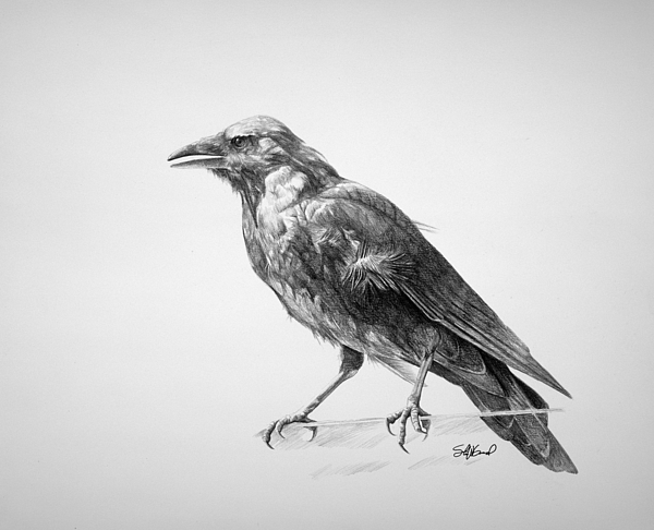 Crow Art for Sale