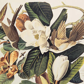 Cuckoo on Magnolia Grandiflora by John James Audubon