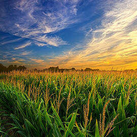 Dancing in the Rows by Phil Koch