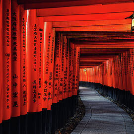 Dawn in Fushimi Inari-Taisha by Matthew Train