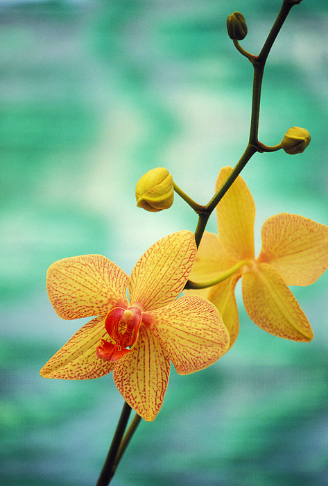 Orchid Art for Sale