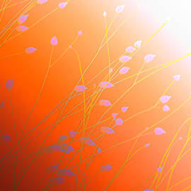 Desert Flowers by Holly Kempe